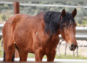 PRE, Hengst, 4 Jaar, 160 cm, Bruin