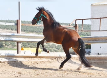 PRE, Hengst, 4 Jaar, 160 cm, Bruin