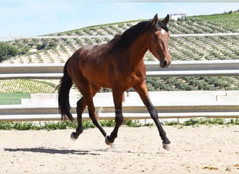 PRE, Hengst, 4 Jaar, 160 cm, Bruin