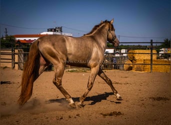 PRE, Hengst, 4 Jaar, 160 cm, Champagne