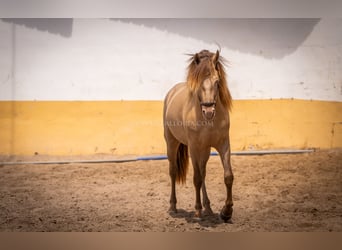 PRE, Hengst, 4 Jaar, 160 cm, Champagne