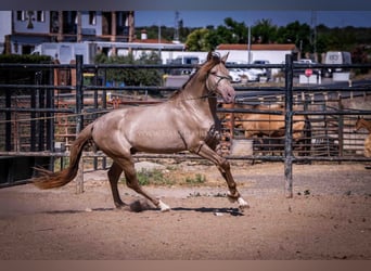 PRE, Hengst, 4 Jaar, 160 cm, Champagne