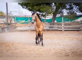 PRE, Hengst, 4 Jaar, 160 cm, Falbe