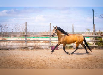 PRE, Hengst, 4 Jaar, 160 cm, Falbe