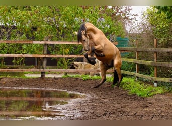 PRE Mix, Hengst, 4 Jaar, 160 cm, Falbe