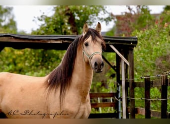 PRE Mix, Hengst, 4 Jaar, 160 cm, Falbe