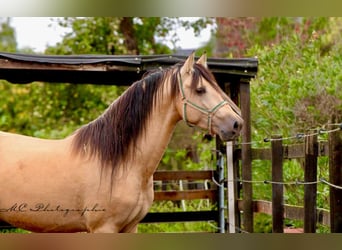 PRE Mix, Hengst, 4 Jaar, 160 cm, Falbe