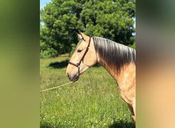 PRE Mix, Hengst, 4 Jaar, 160 cm, Falbe