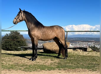 PRE Mix, Hengst, 4 Jaar, 160 cm, Falbe