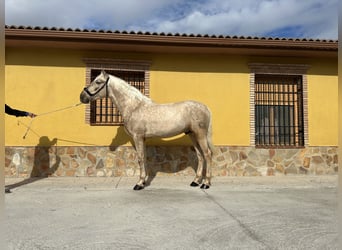 PRE, Hengst, 4 Jaar, 160 cm, Palomino