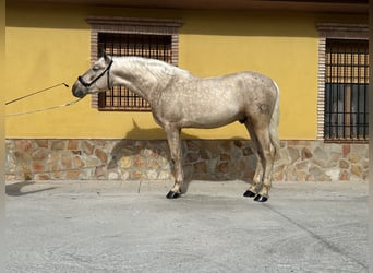 PRE, Hengst, 4 Jaar, 160 cm, Palomino