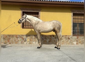 PRE, Hengst, 4 Jaar, 160 cm, Palomino