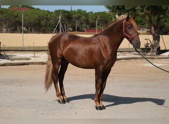 PRE Mix, Hengst, 4 Jaar, 160 cm, Vos