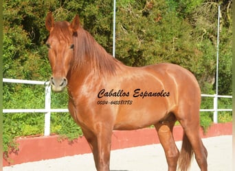 PRE Mix, Hengst, 4 Jaar, 160 cm, Vos