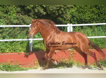 PRE Mix, Hengst, 4 Jaar, 160 cm, Vos