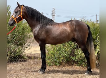 PRE, Hengst, 4 Jaar, 161 cm, Brown Falb schimmel