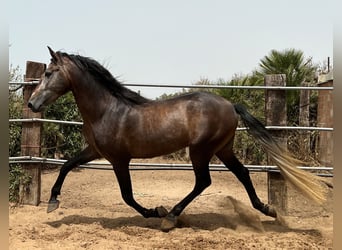 PRE, Hengst, 4 Jaar, 161 cm, Brown Falb schimmel