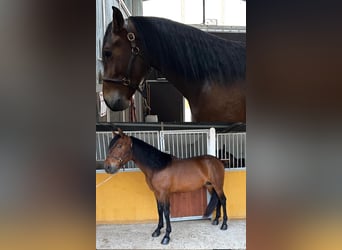 PRE Mix, Hengst, 4 Jaar, 161 cm, Bruin