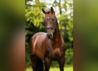 PRE Mix, Hengst, 4 Jaar, 161 cm, Bruin