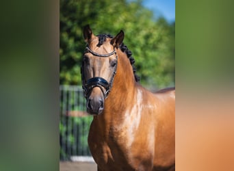 PRE Mix, Hengst, 4 Jaar, 161 cm, Buckskin
