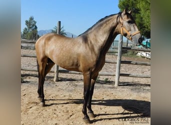 PRE Mix, Hengst, 4 Jaar, 161 cm, Buckskin