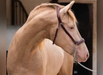 PRE Mix, Hengst, 4 Jaar, 161 cm, Overo-alle-kleuren