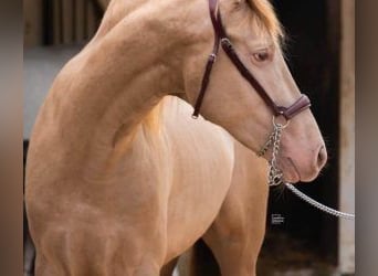 PRE Mix, Hengst, 4 Jaar, 161 cm, Overo-alle-kleuren