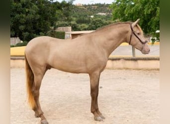 PRE Mix, Hengst, 4 Jaar, 161 cm, Overo-alle-kleuren