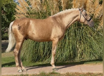 PRE Mix, Hengst, 4 Jaar, 161 cm, Palomino PRE Mix, Hengst, 4 Jaar, 161 cm, Palomino