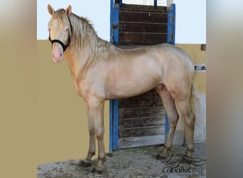 PRE Mix, Hengst, 4 Jaar, 161 cm, Perlino