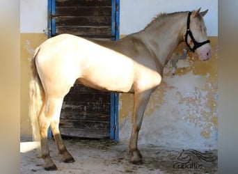 PRE Mix, Hengst, 4 Jaar, 161 cm, Perlino