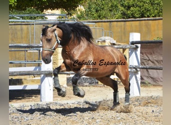 PRE, Hengst, 4 Jaar, 162 cm, Buckskin