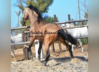 PRE, Hengst, 4 Jaar, 162 cm, Buckskin