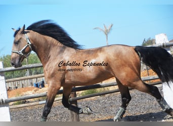 PRE, Hengst, 4 Jaar, 162 cm, Buckskin