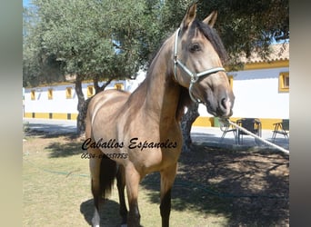 PRE, Hengst, 4 Jaar, 162 cm, Buckskin