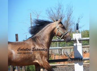 PRE, Hengst, 4 Jaar, 162 cm, Buckskin