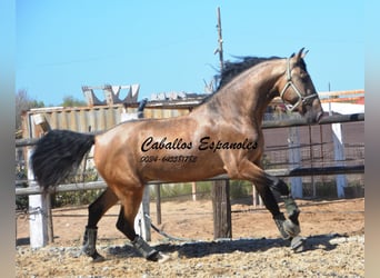 PRE, Hengst, 4 Jaar, 162 cm, Buckskin