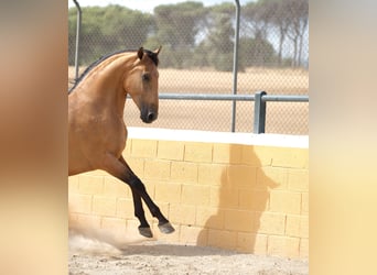 PRE Mix, Hengst, 4 Jaar, 162 cm, Falbe