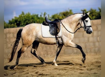 PRE Mix, Hengst, 4 Jaar, 162 cm, kan schimmel zijn