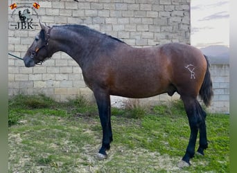 PRE Mix, Hengst, 4 Jaar, 162 cm, Schimmel