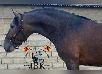 PRE Mix, Hengst, 4 Jaar, 162 cm, Schimmel