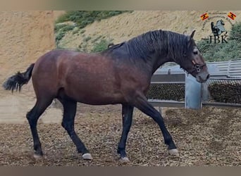 PRE Mix, Hengst, 4 Jaar, 162 cm, Schimmel