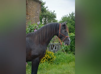 PRE Mix, Hengst, 4 Jaar, 162 cm, Schimmel