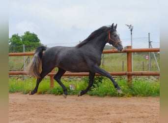 PRE Mix, Hengst, 4 Jaar, 162 cm, Schimmel