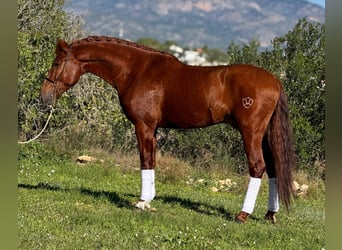 PRE Mix, Hengst, 4 Jaar, 162 cm, Vos