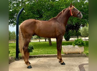 PRE Mix, Hengst, 4 Jaar, 162 cm, Vos