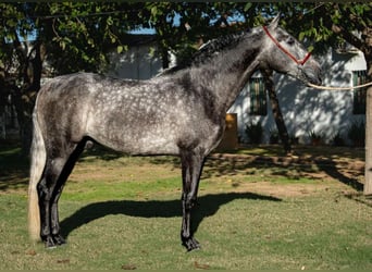 PRE, Hengst, 4 Jaar, 163 cm, Appelschimmel