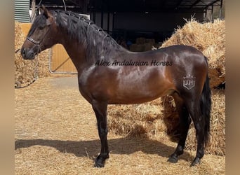 PRE Mix, Hengst, 4 Jaar, 163 cm, Bruin