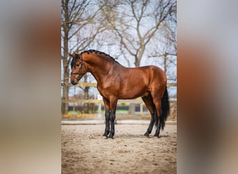 PRE, Hengst, 4 Jaar, 163 cm, Bruin