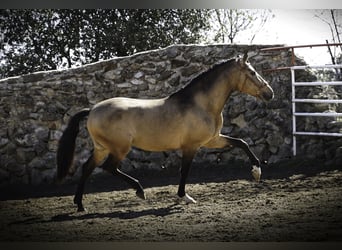 PRE Mix, Hengst, 4 Jaar, 163 cm, Buckskin